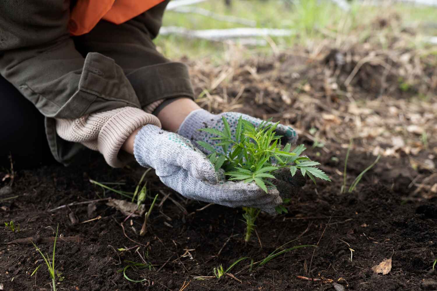 The Steps Involved in Our Tree Care Process in Oak Ridge North, TX